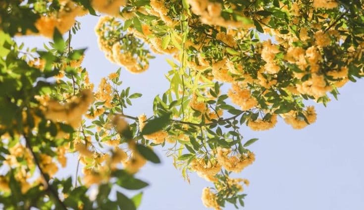 Yellow flowers